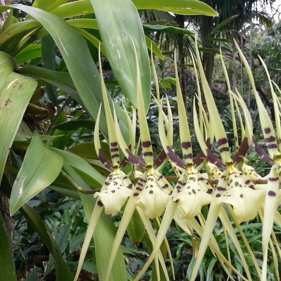 Kauai-Botanical-Gardens-Vegetation