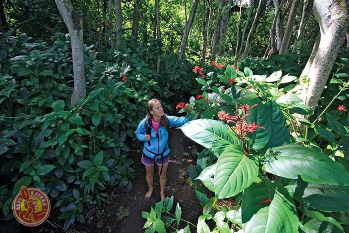 Person hiking in a dense tropical forest, surrounded by large green leaves and red flowers.