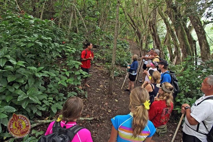 Group hiking on a forest trail led by a guide in red shirt, surrounded by lush green plants.