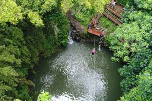 a bridge over a river in a forest