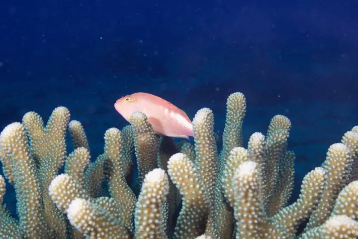 Kauai-Coral-and-Fish-Scuba-Diving