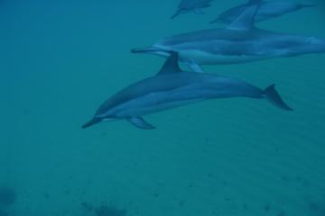 Kauaʻi’s Ultimate Guided Shore Snorkeling Adventure SOUTH | Hawaii