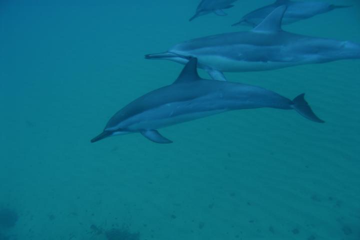 Kauai-Dolphins-Header