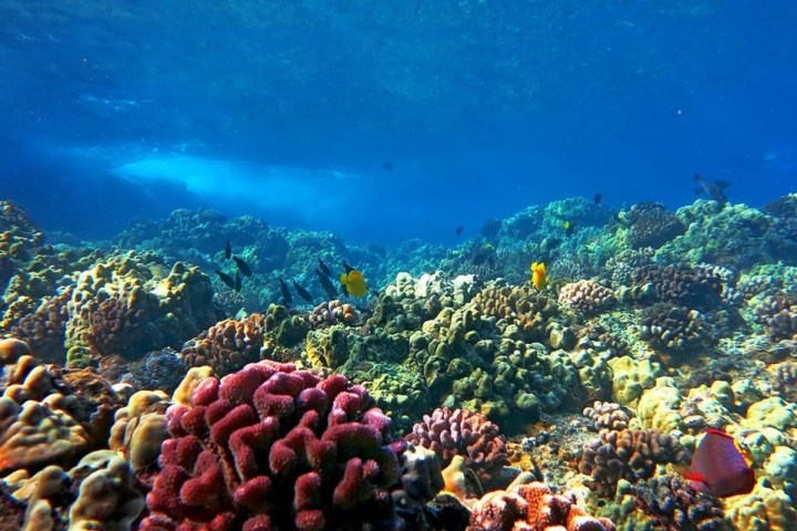 underwater view of a coral