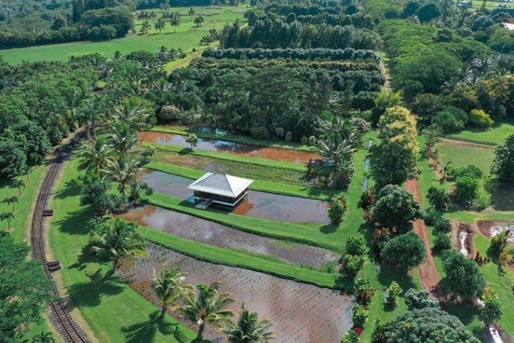 a view of a lush green park