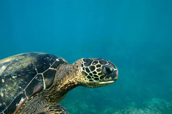 a turtle swimming under water