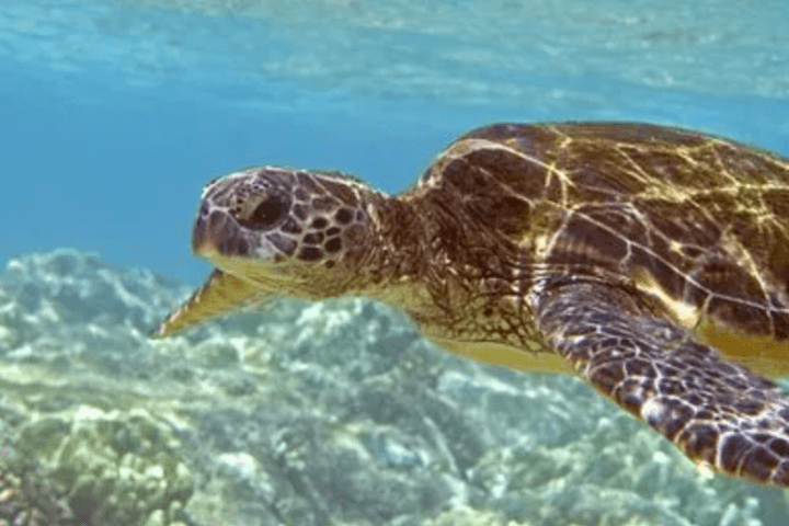 a turtle swimming under water