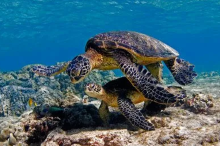 a turtle swimming under water