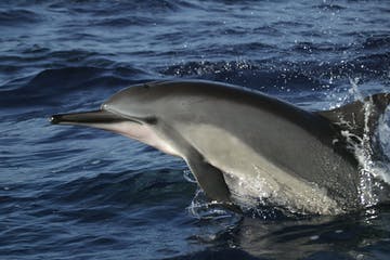 a dolphin jumping out of the water