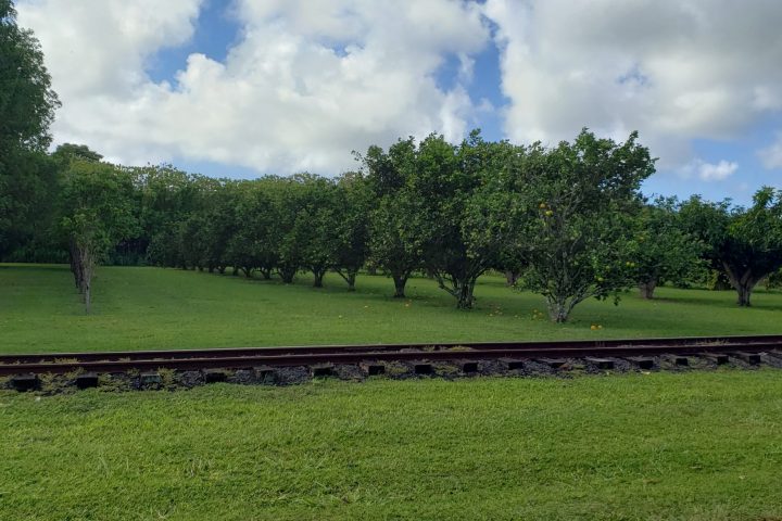 a train on a lush green field