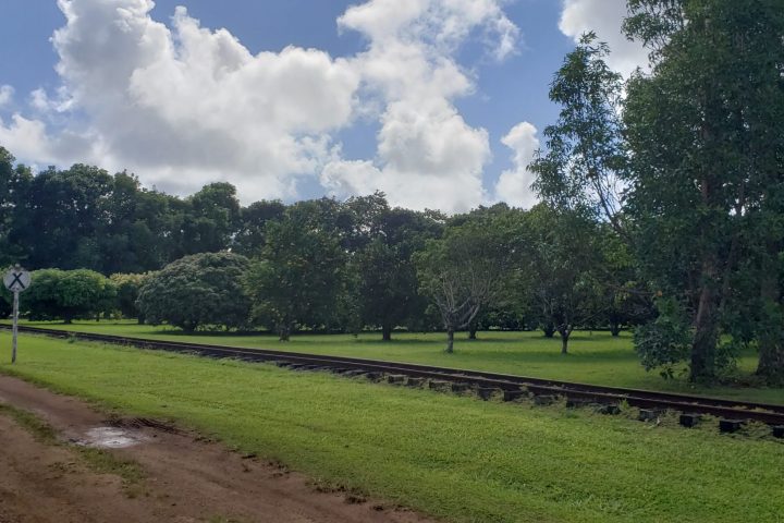 a large green field with trees in the background