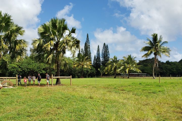 a group of palm trees next to a green field