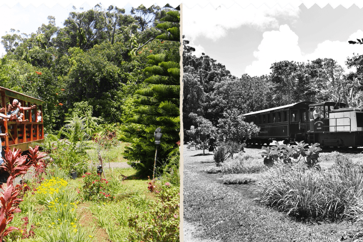 a group of people in a garden
