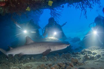 a fish swimming under water