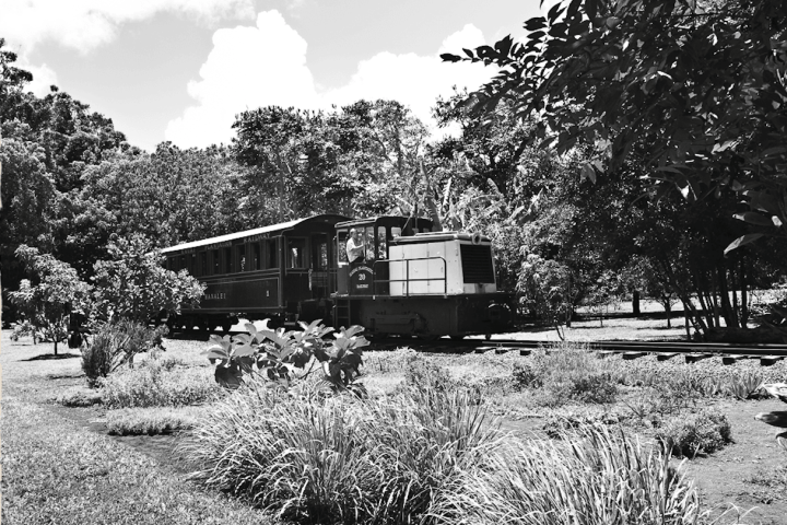 a tree in front of a house