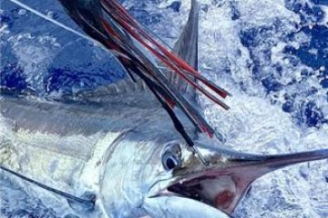 a fish swimming under water