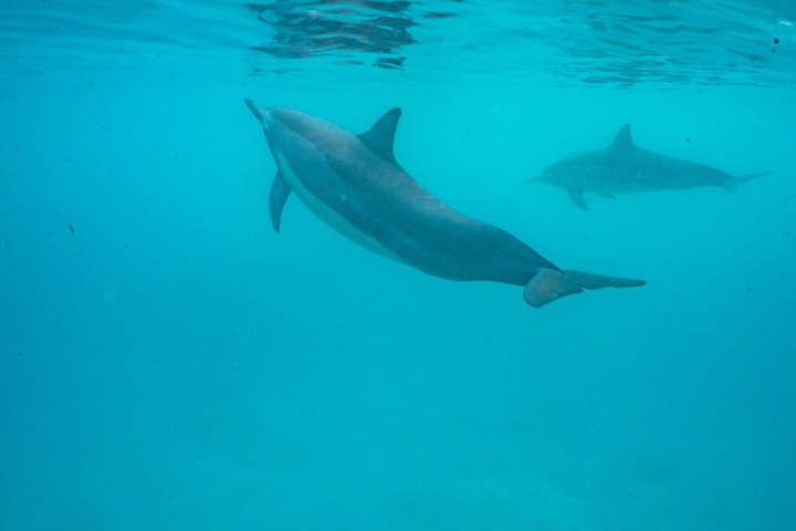 a fish swimming under water