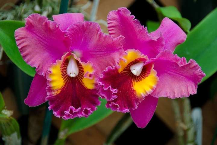 a close up of a flower