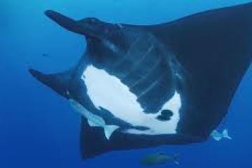 a close up of an animal