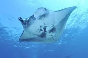 a fish swimming under water