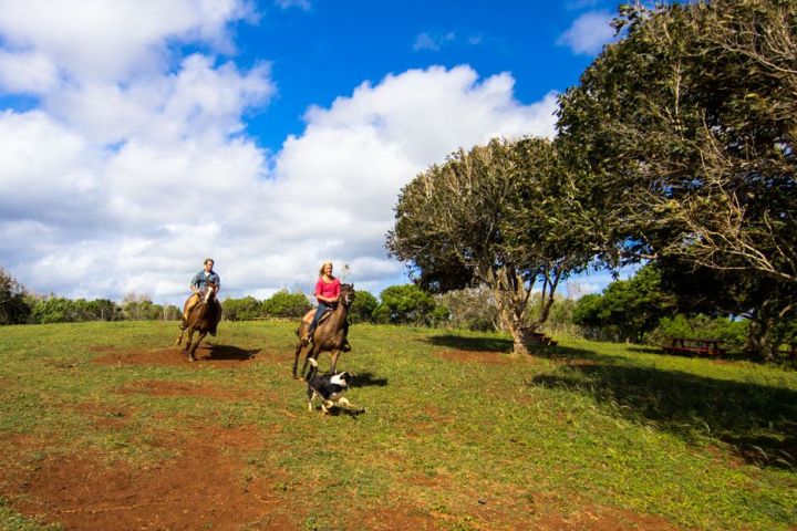 a person riding a horse in a field