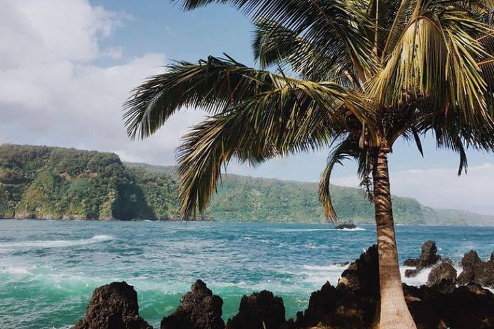 a group of people on a beach with a palm tree