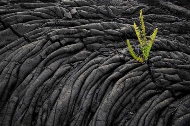 a close up of an animal