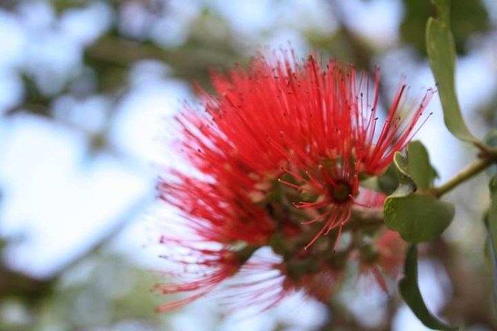 a close up of a flower
