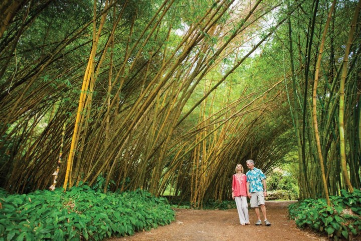 a person standing in front of a tree
