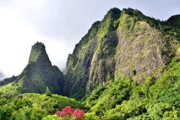 a tree with a mountain in the background