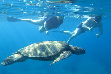 a turtle swimming under water