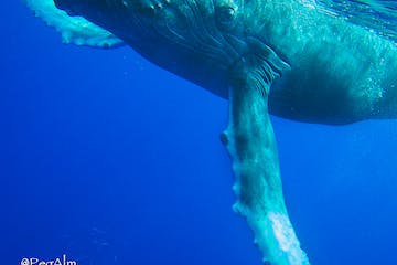 a polar bear swimming in blue water