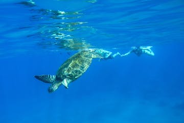 a turtle swimming under water