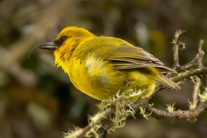 a small bird perched on a tree branch