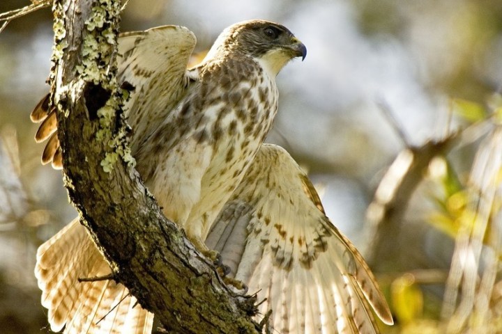 a hawk perched on a tree branch