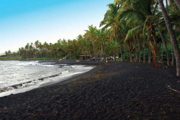 a group of palm trees on a beach near a body of water