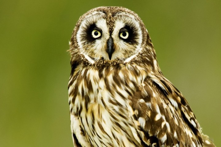 a close up of an owl