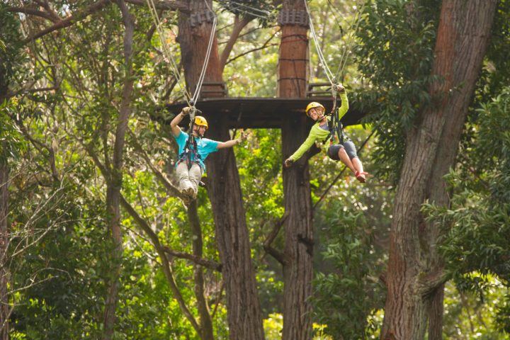 a parrot sitting on top of a tree