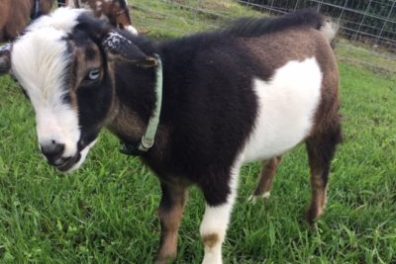 a goat standing on a field
