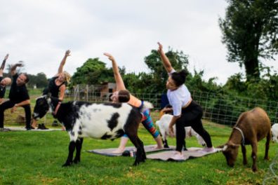 a dog jumping in the air