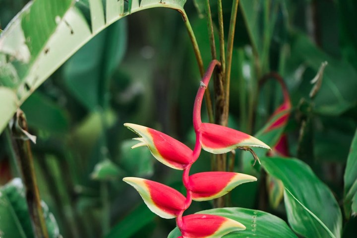 a close up of a green plant
