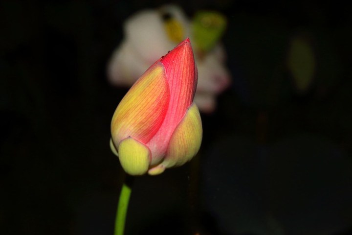 a close up of a flower