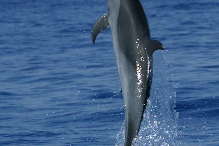 a dolphin jumping out of a body of water