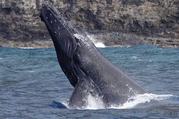 a whale jumping out of the water
