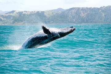 a whale jumping out of the water