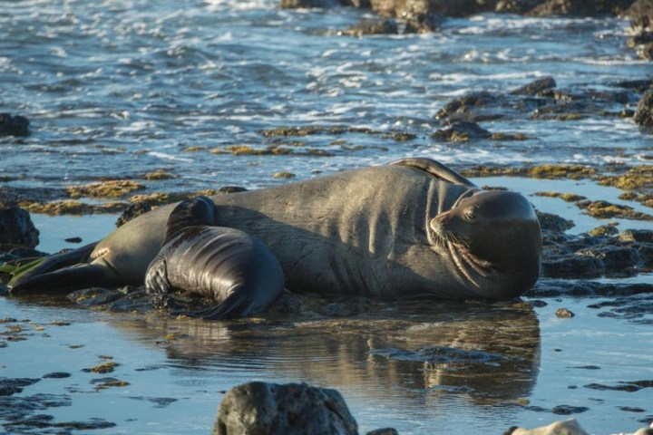 a seal swimming in a body of water