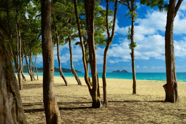 a beach with a palm tree