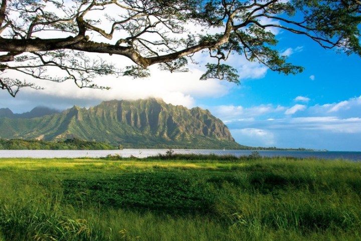 a large tree in a grassy field