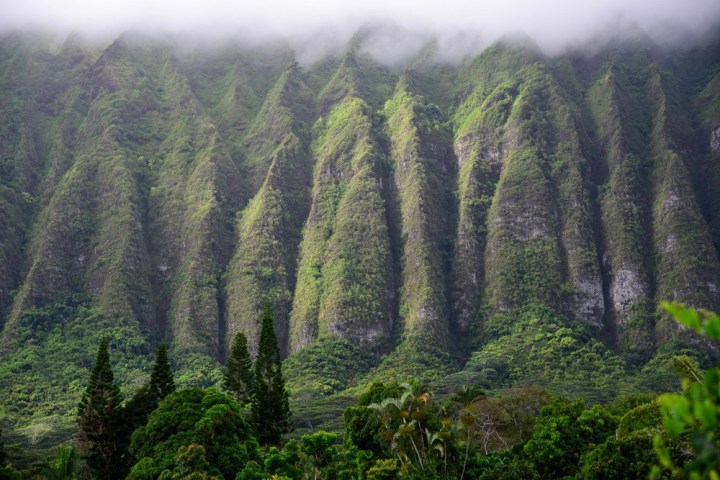 a close up of a lush green forest with Koʻolau Range in the background