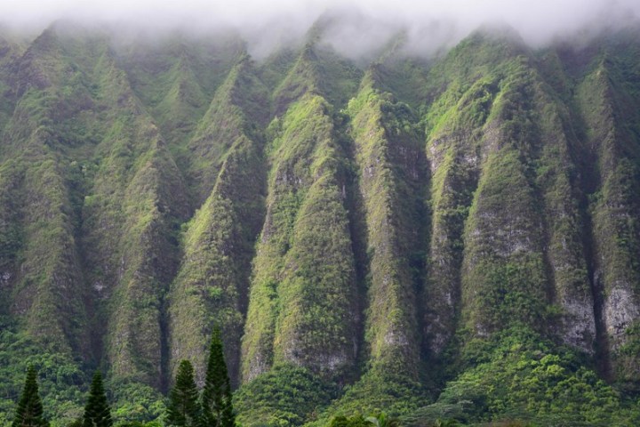 a close up of a lush green forest